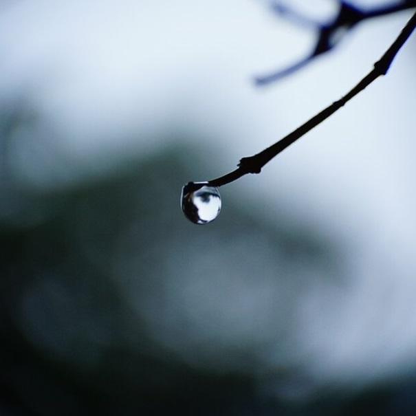 Gota de roco